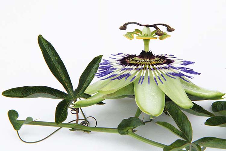 passionflower