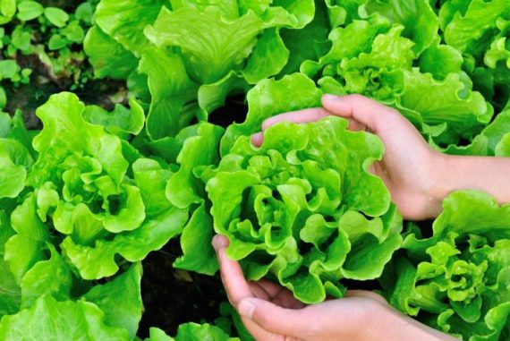 blood-sugar-control-lettuce