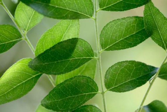 curry leaves for diabetes