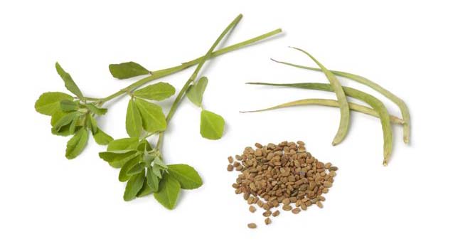 fenugreek