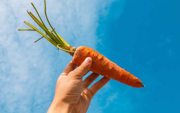 Glycemic Index versus Glycemic Load: Carrots