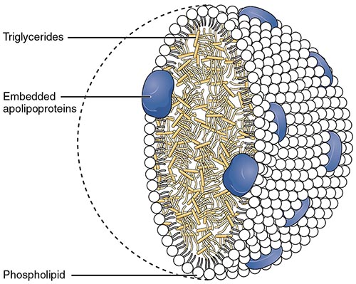 diabetes and triglycerides