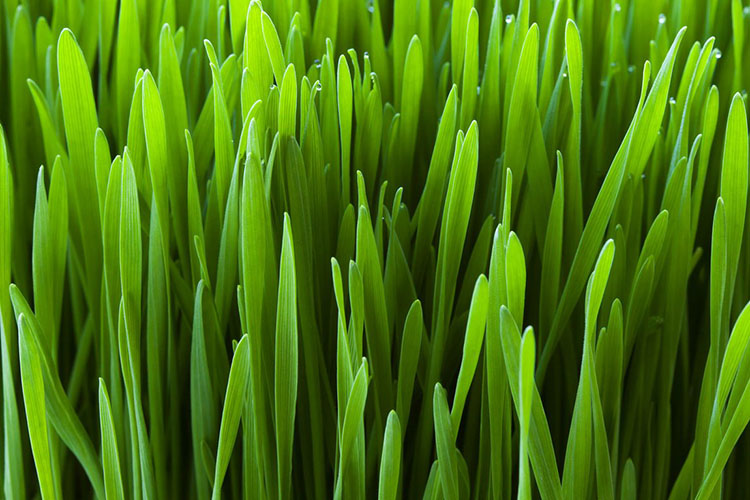 can-wheatgrass-help-diabetes