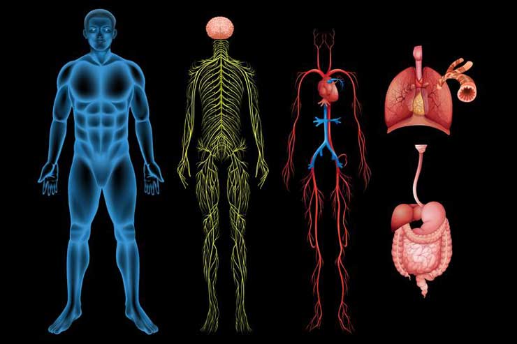 autonomic neuropathy in diabetes