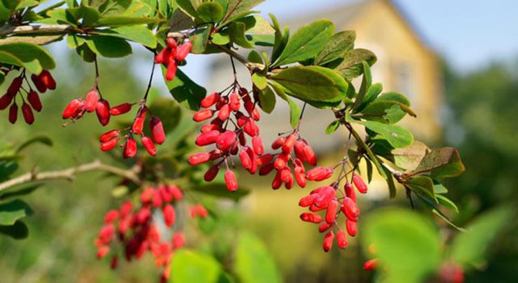 Image result for WHAT IS BERBERINE?