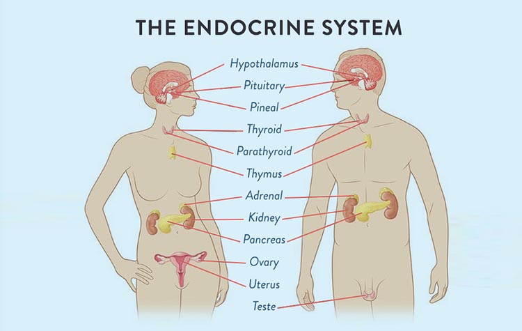 symptoms of adrenal fatigue